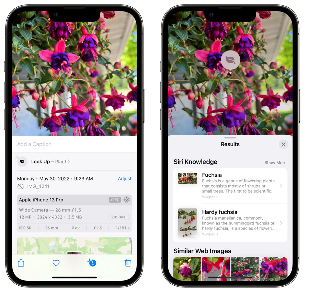 西城苹果手机维修分享小技巧：使用 iPhone 相机识别花卉植物 